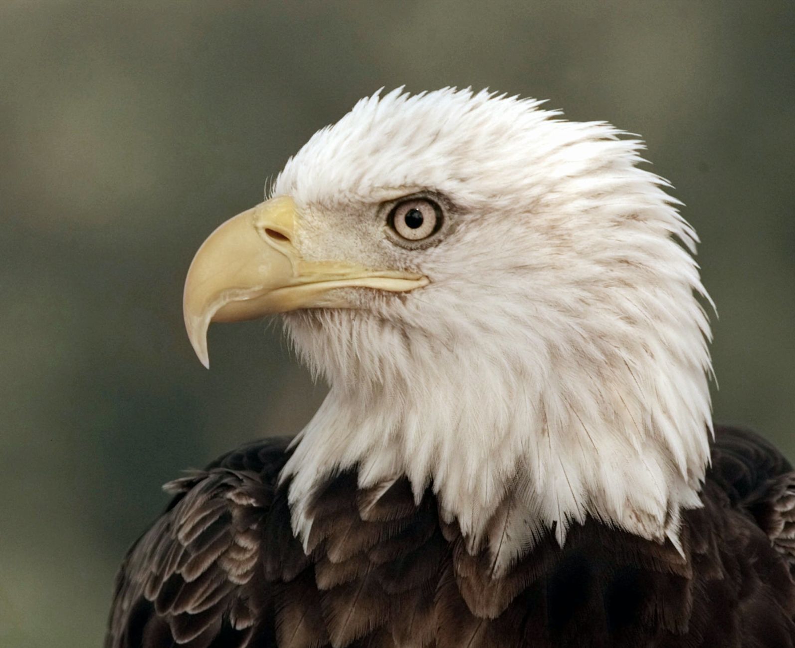 1997: Bald eagle